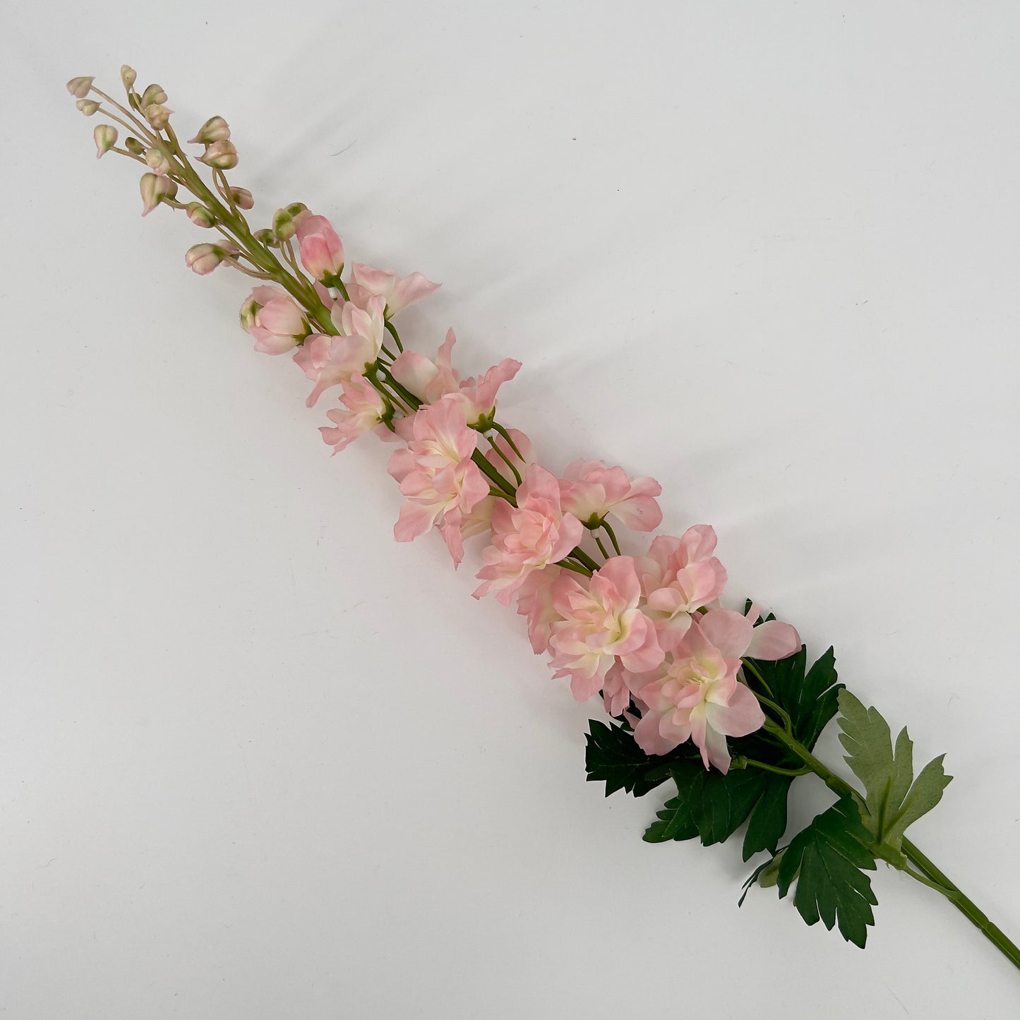 Delphinium light pink, 79cm