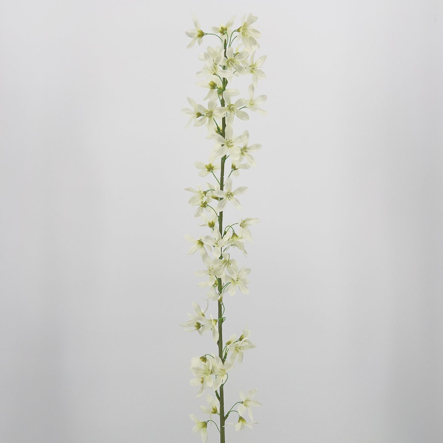 Deutzia spray beauty, crème of lavendel, 100cm