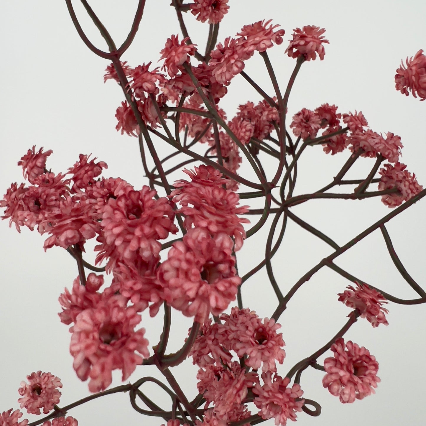 Gypsophila donker roze/oud roze, 61CM