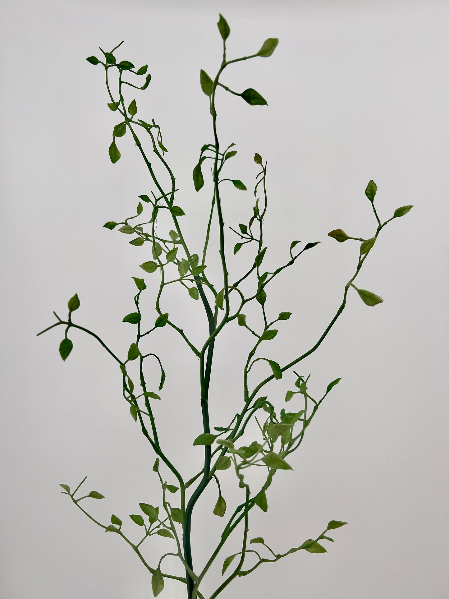 Kamperfoelie blad spray vers groen, 96cm