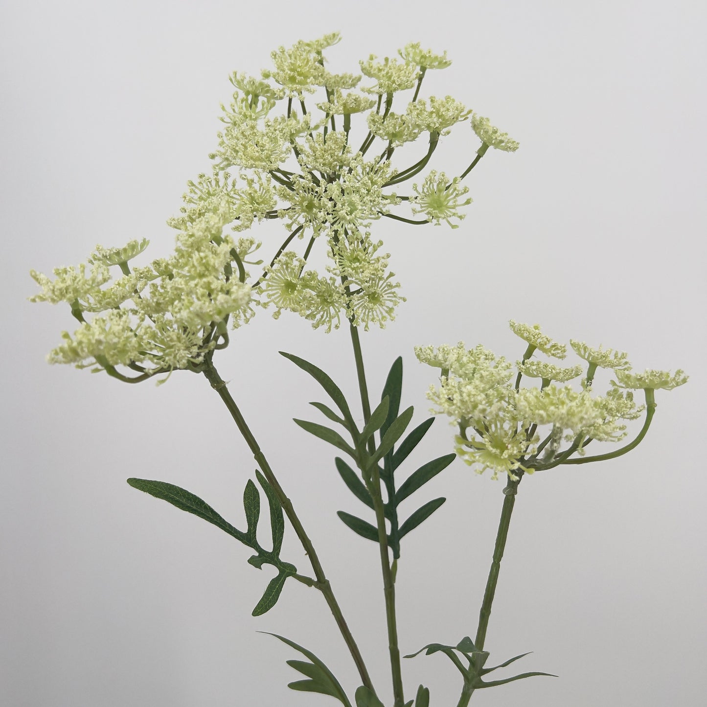 Dille spray in witte uitvoering, 80cm