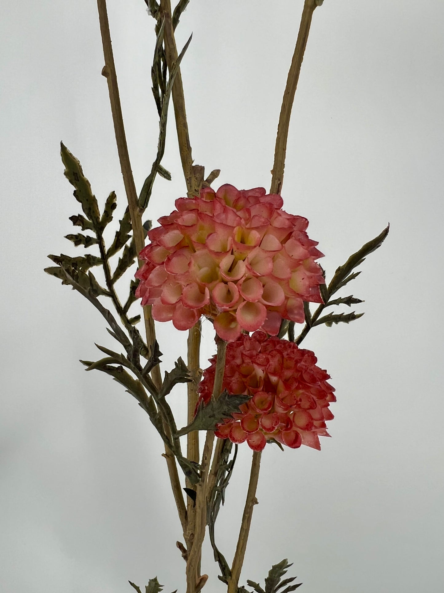 Goudsbloem tak Rosa, 85cm