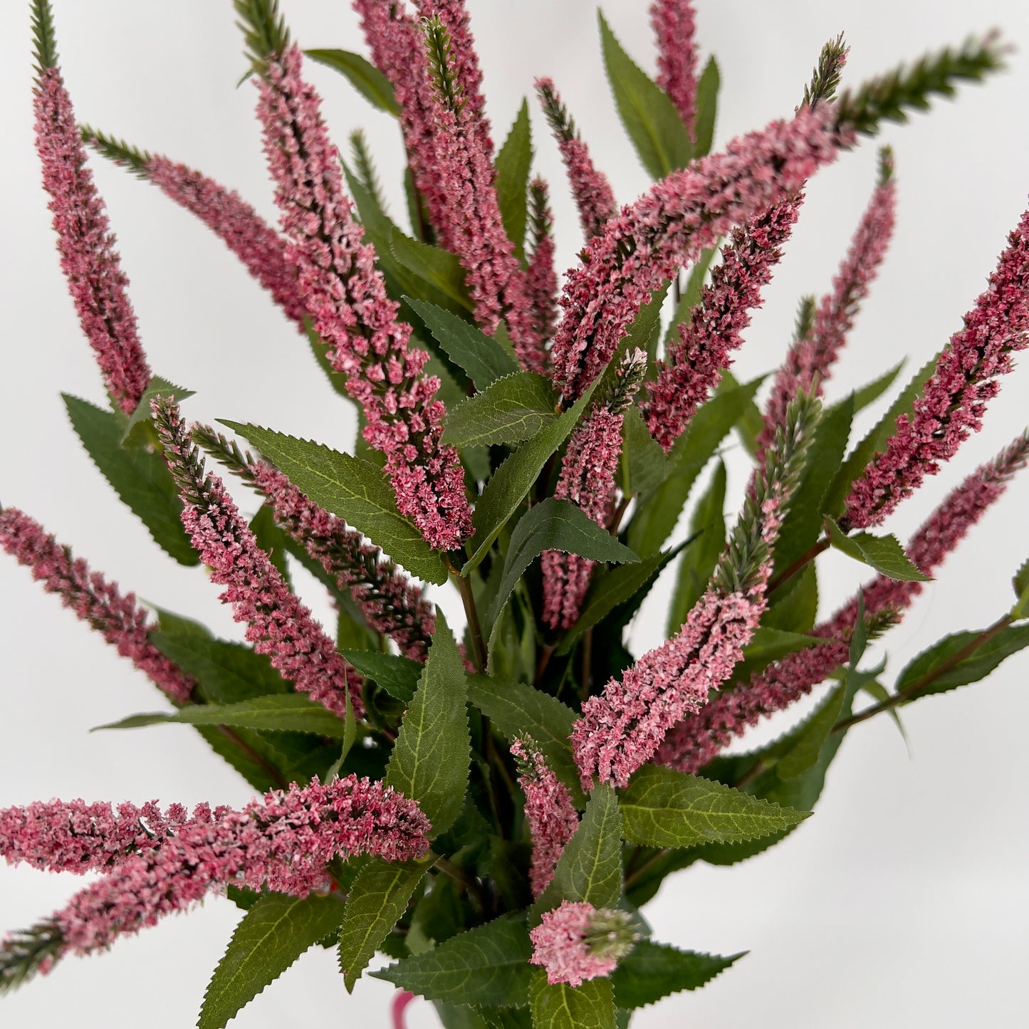 Ereprijs ook wel de Veronica donker roze, 52cm