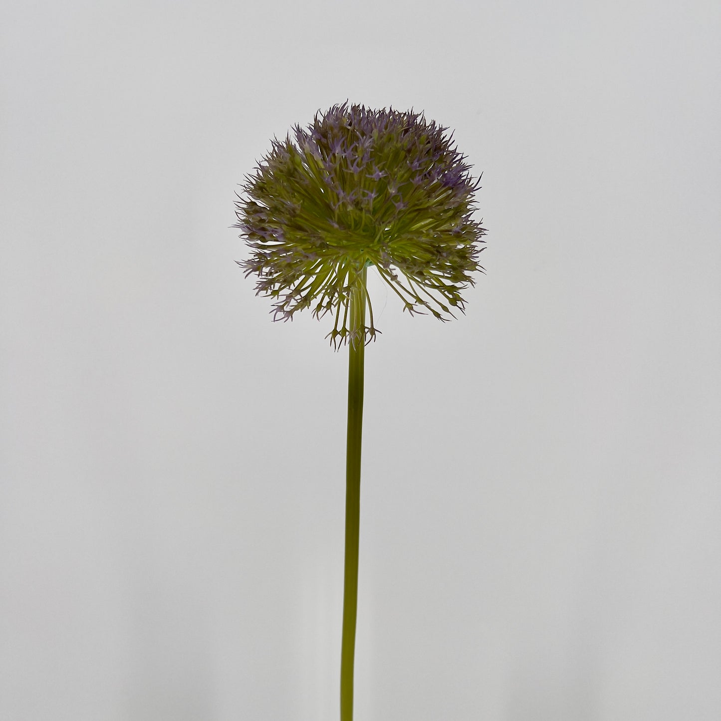 Kunst Allium spring perfect grande green/ red/purple blue, 80cm