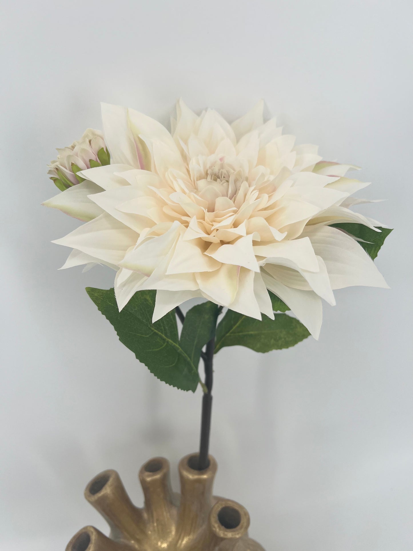Witte Dahlia van Colmore, 57cm doorsnee bloem 23cm!