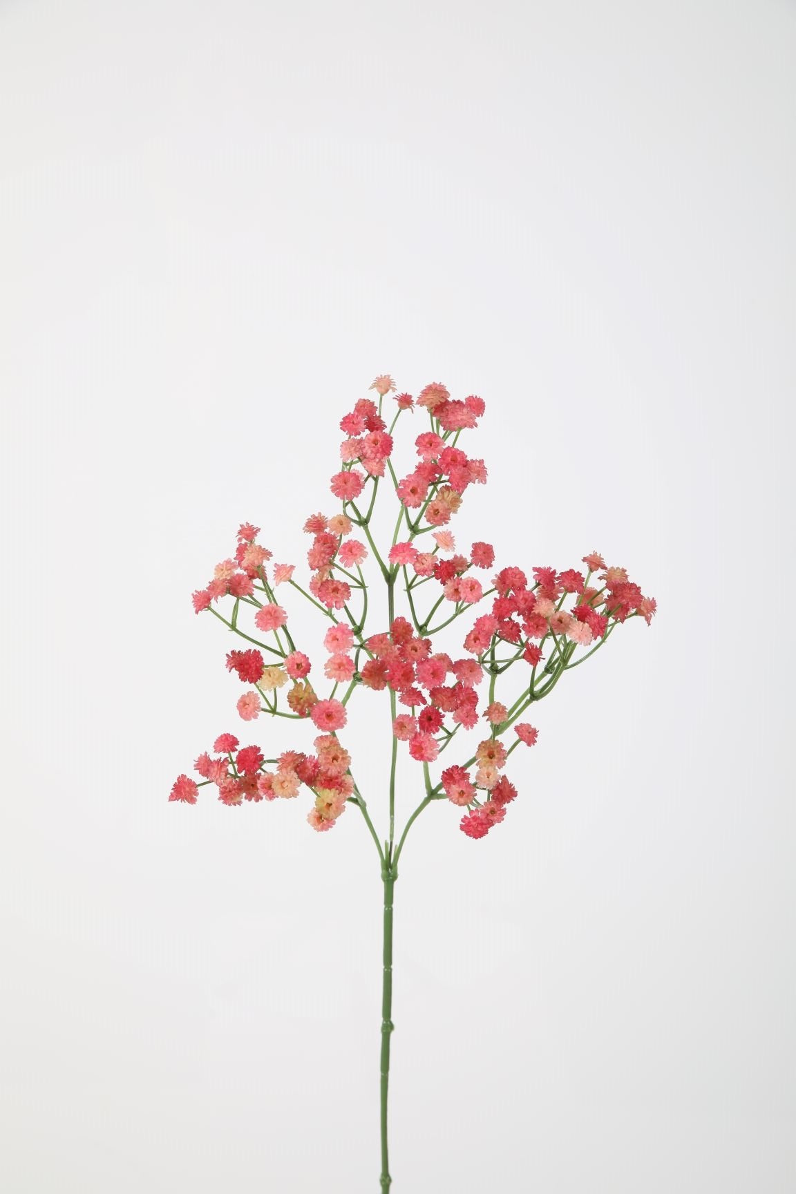 Gypsophilia (gipskruid) donker of licht roze, 66cm