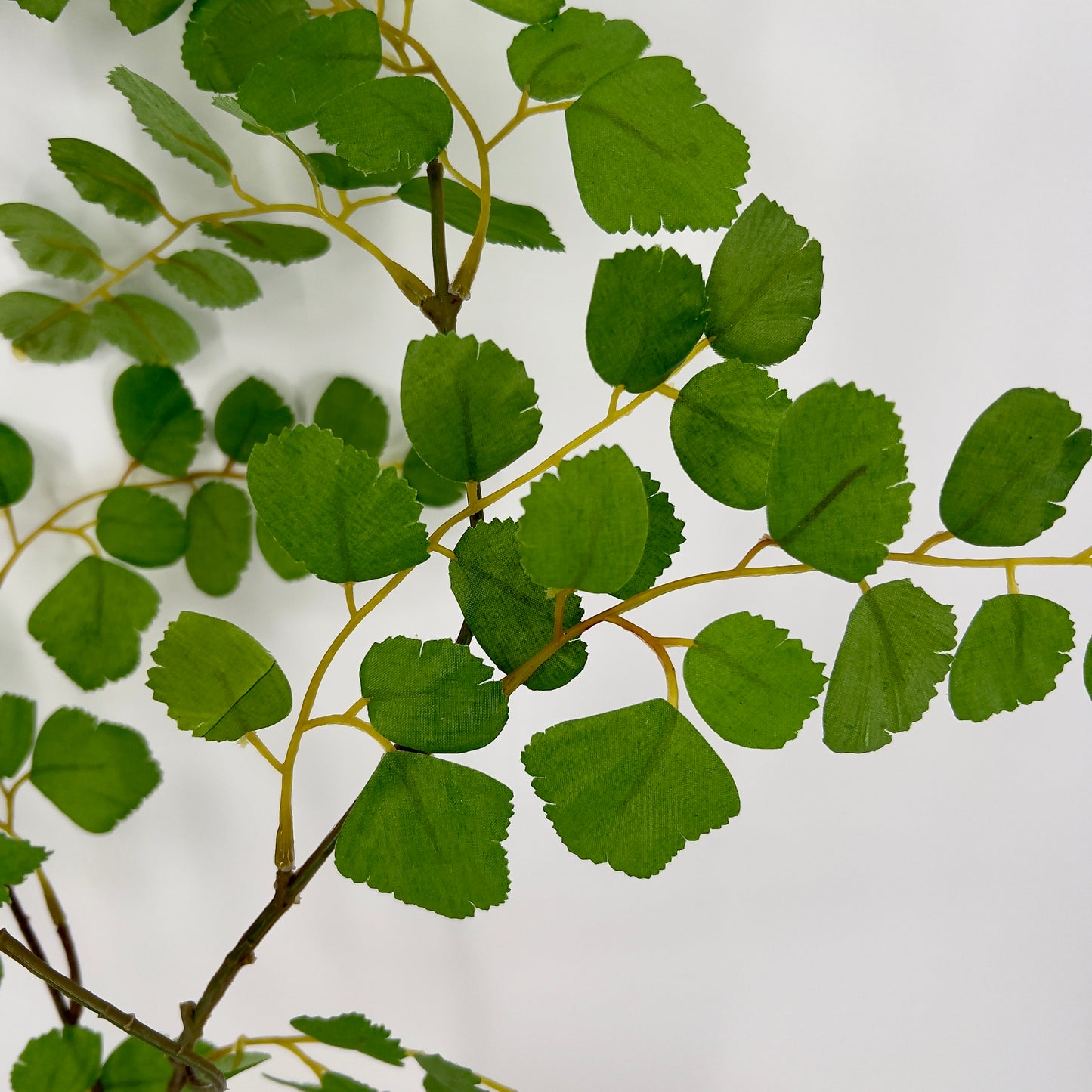 Acacia blad tak groen, 90cm