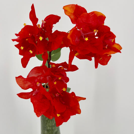 Flower bougainvillea orange, 52cm