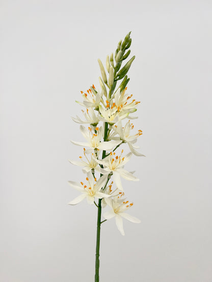 Camassia spray in 3 kleuren, 61cm