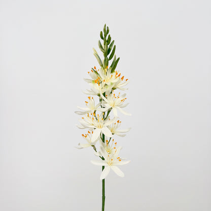 Camassia spray in 3 kleuren, 61cm