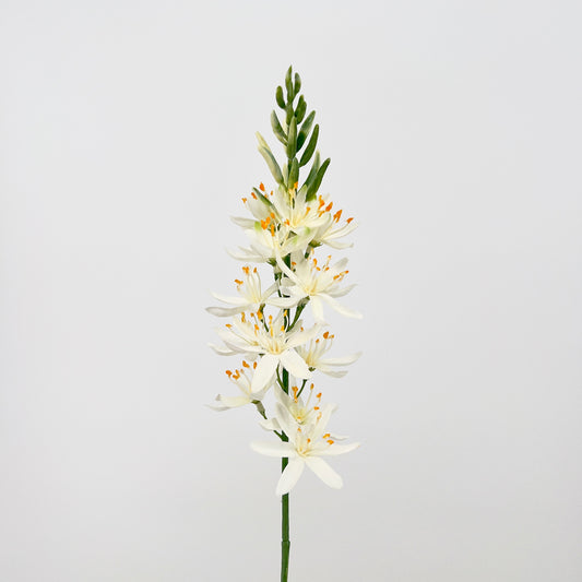 Camassia spray in 3 kleuren, 61cm