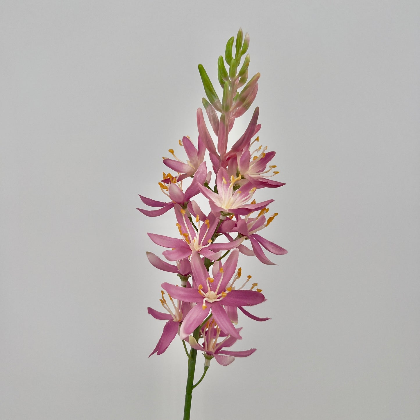 Camassia spray in 3 kleuren, 61cm