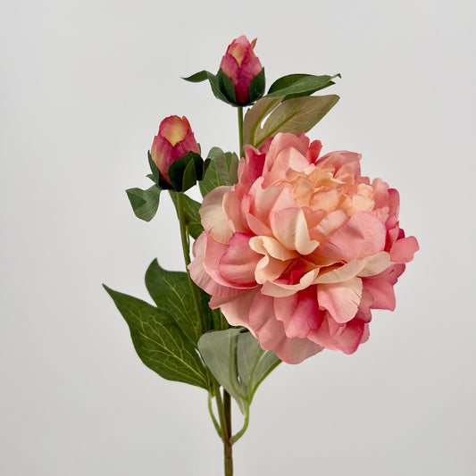 Pioen spray Sango crème of oud roze, 66cm