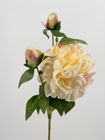 Pioen spray Sango crème of oud roze, 66cm