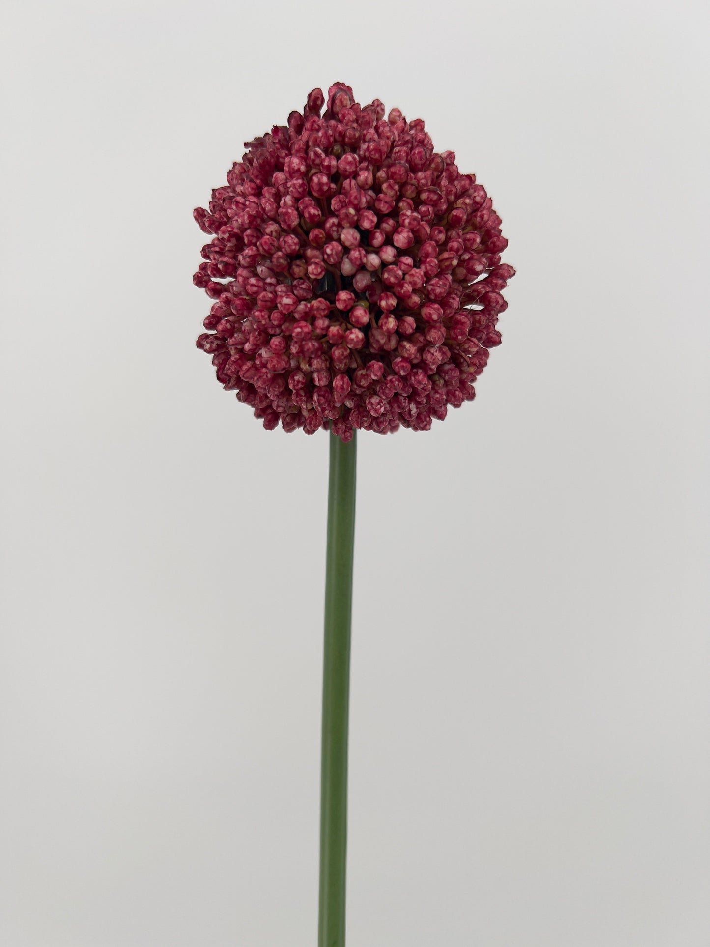 Allium spray Mura in paars of donker roze, 66cm