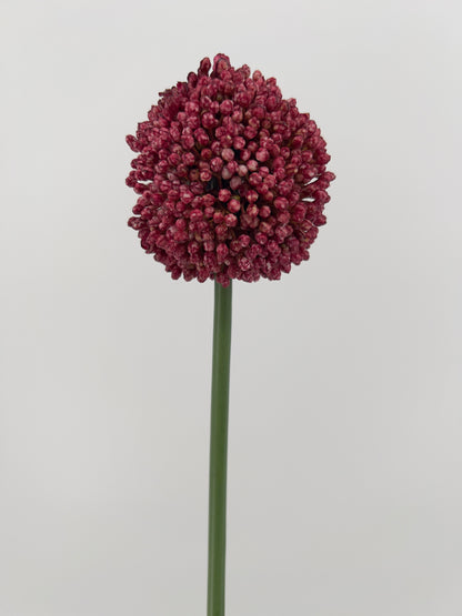 Allium spray Mura in paars of donker roze, 66cm