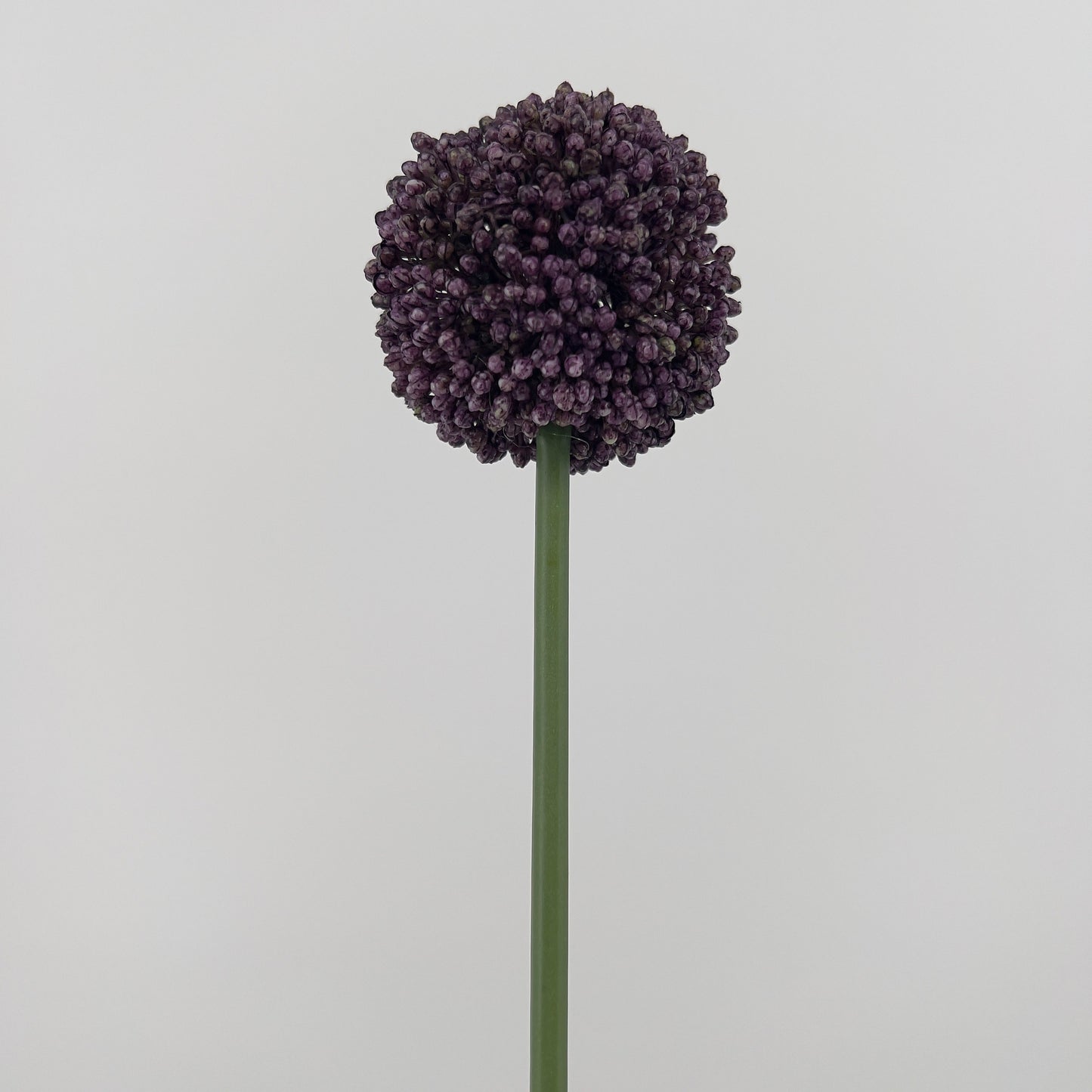 Allium spray Mura in paars of donker roze, 66cm