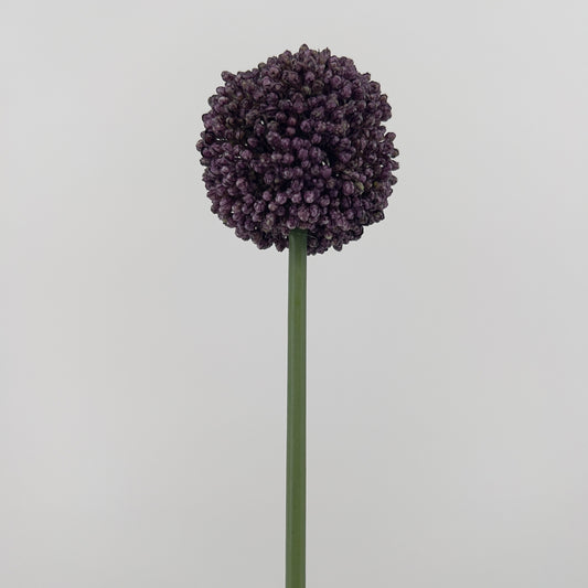Allium spray Mura in paars of donker roze, 66cm