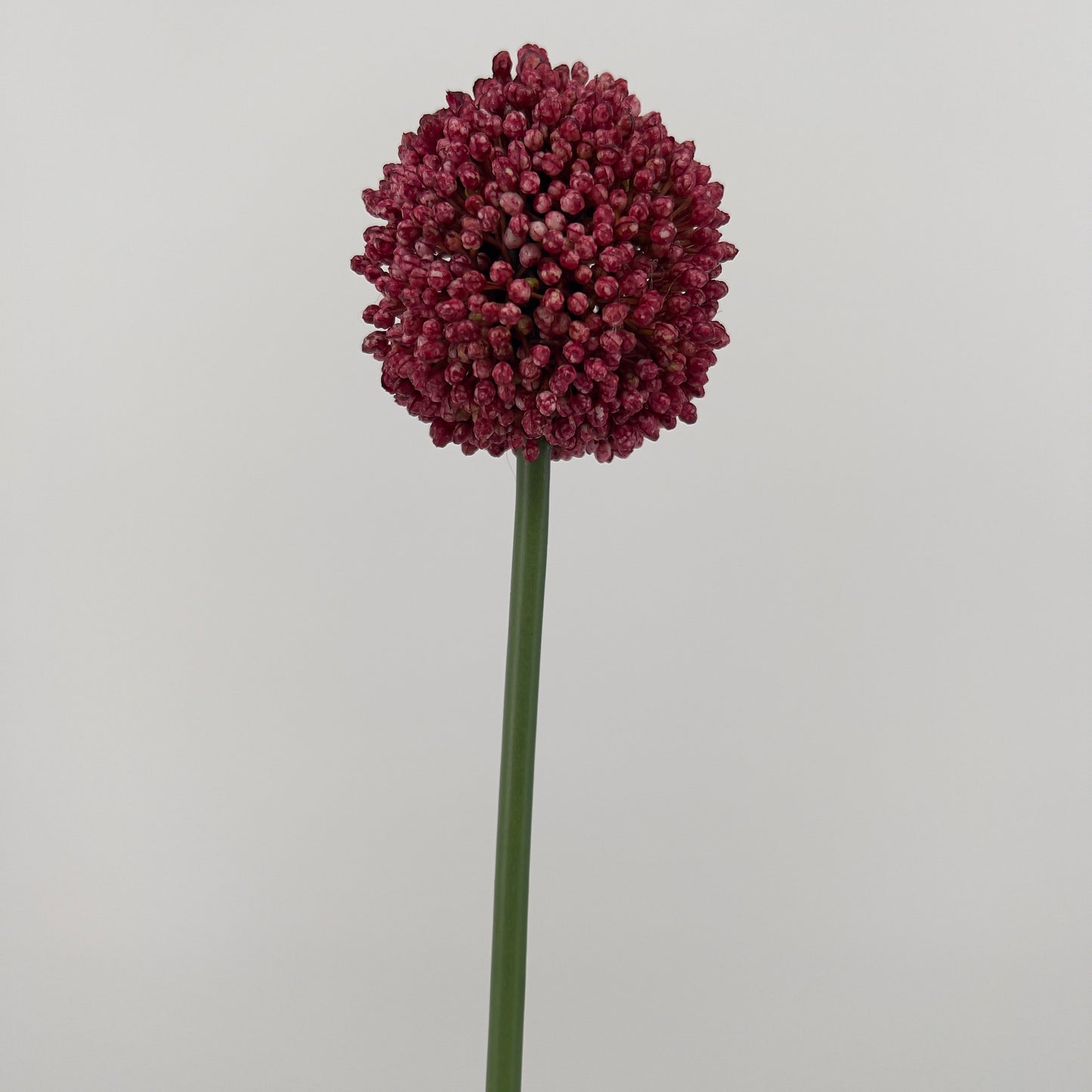 Allium spray Mura in paars of donker roze, 66cm