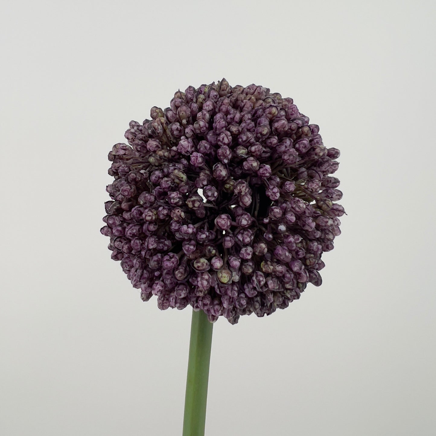 Allium spray Mura in paars of donker roze, 66cm