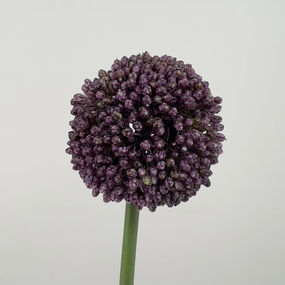 Allium spray Mura in paars of donker roze, 66cm