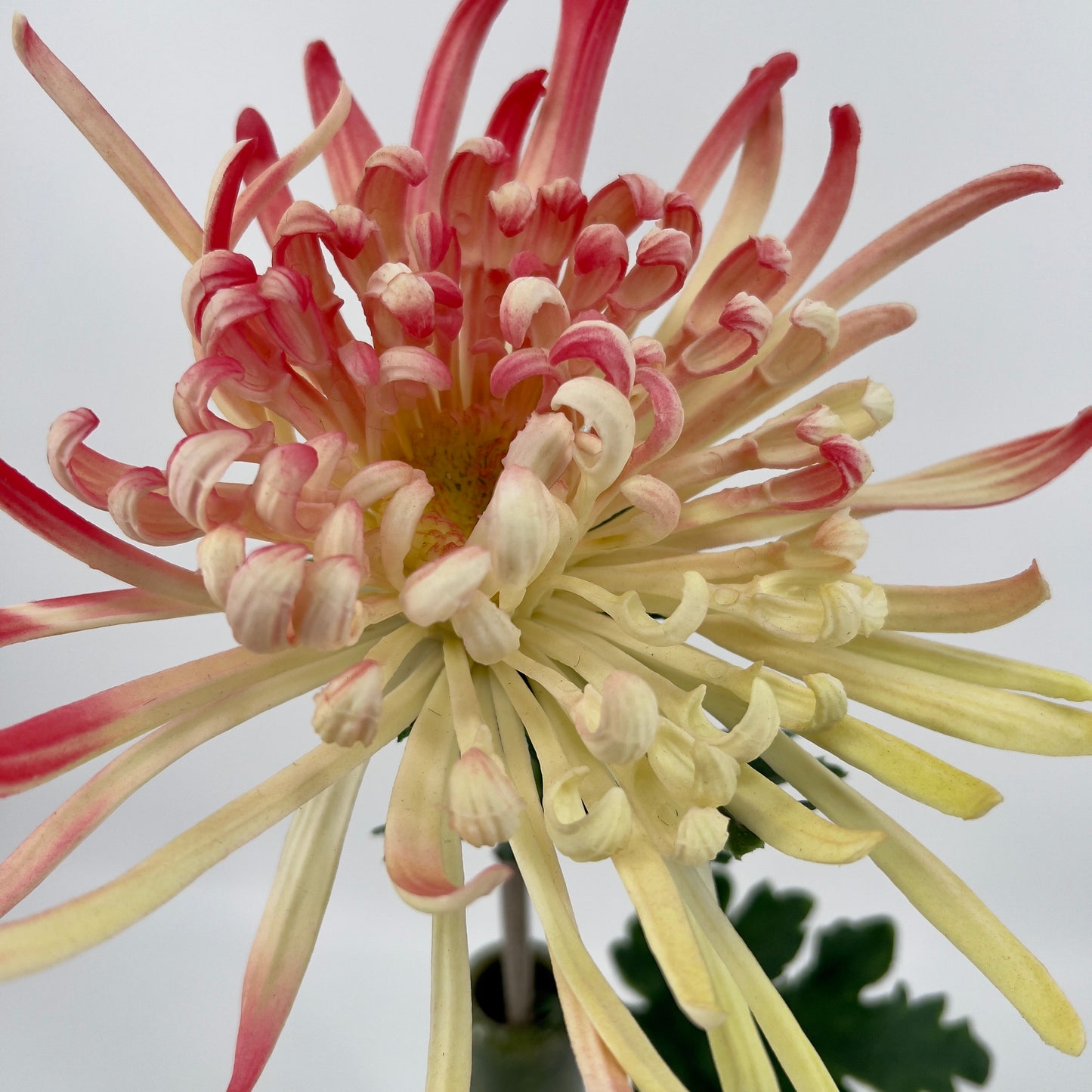 Chrysanthemum paars of roze/licht geel real touch, 73cm