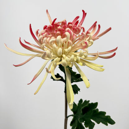 Chrysanthemum paars of roze/licht geel real touch, 73cm
