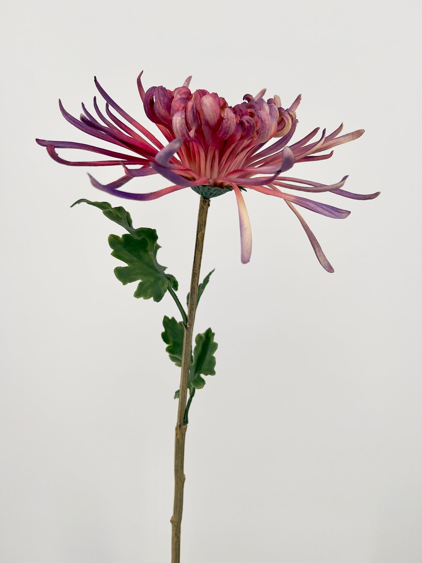 Chrysanthemum paars of roze/licht geel real touch, 73cm