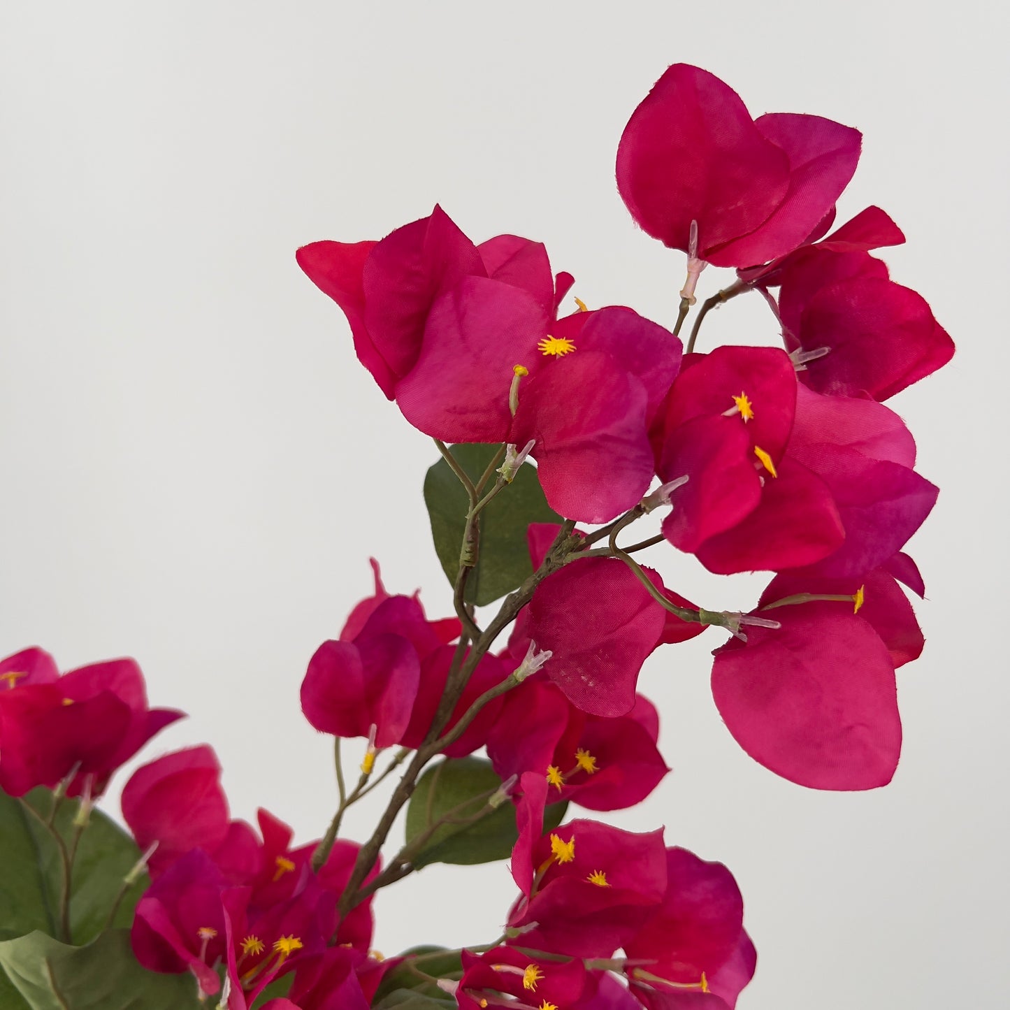 Bougainvillea tak fuchsia, 85cm