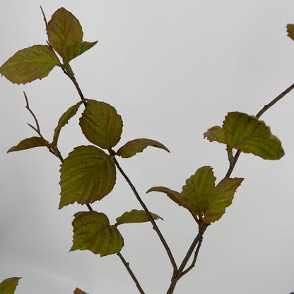 Silk-ka kunsttak beuken in rood/groen of groen, 116cm