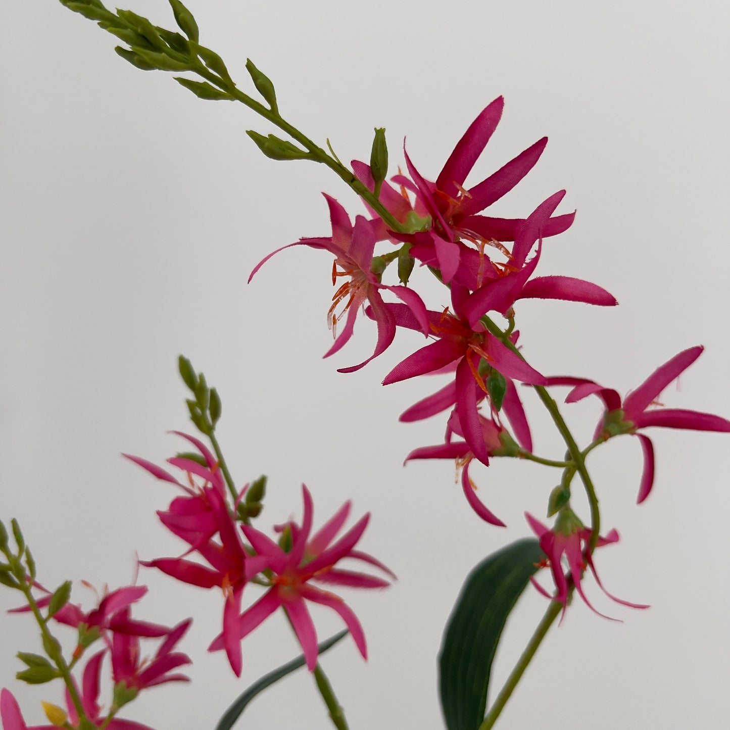 Silk-ka Eremurus spray in beauty, perzik of geel, 101cm