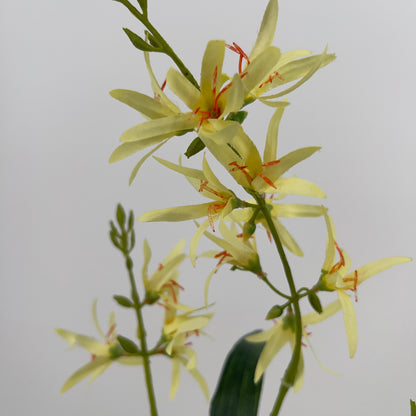 Silk-ka Eremurus spray in beauty, perzik of geel, 101cm