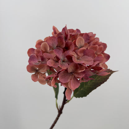 Hydrangea Aletta in oud roze, 40cm