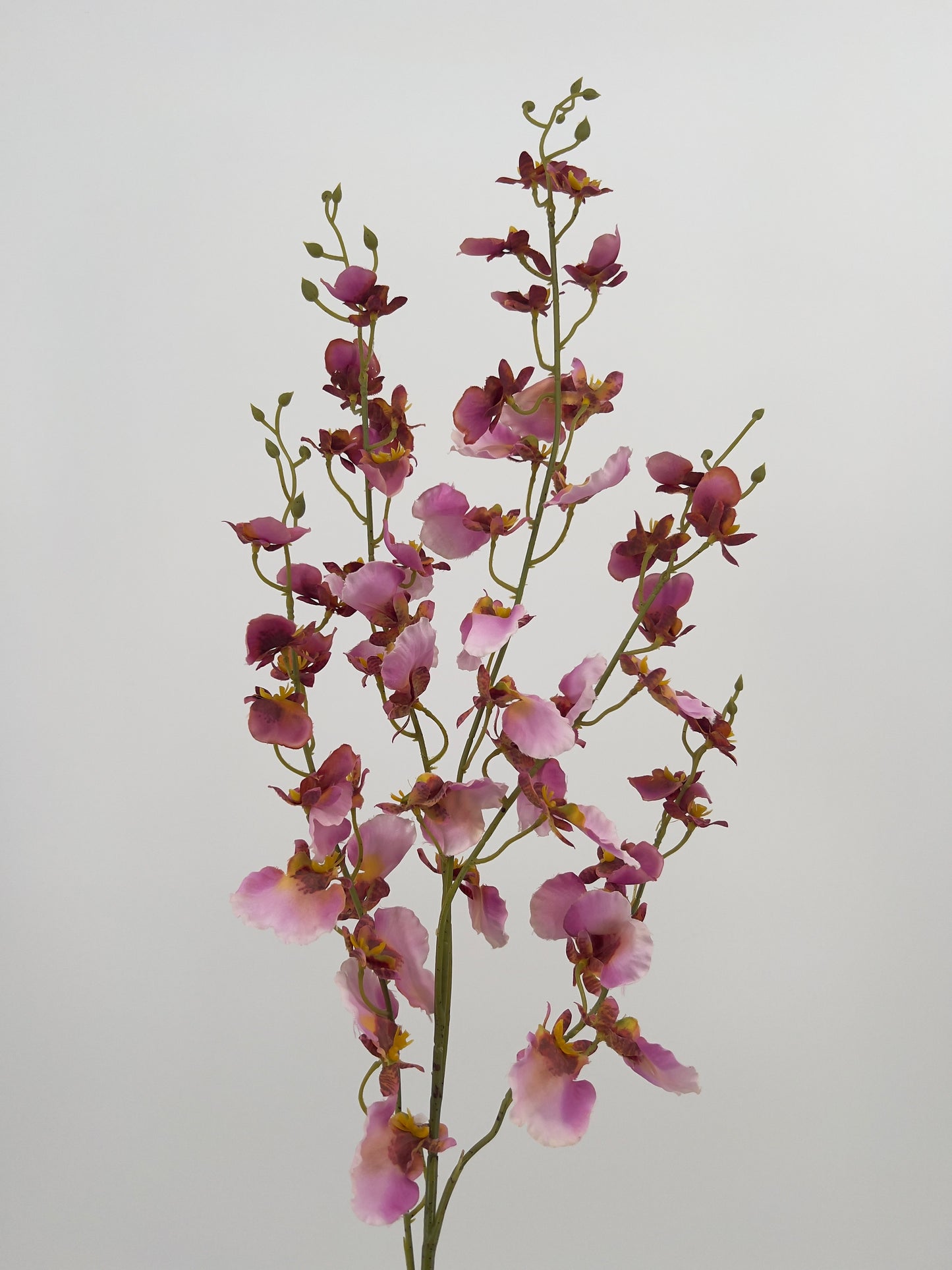 Phalaenopsis (tijgerorchidee) in lila/bordeaux, 96cm