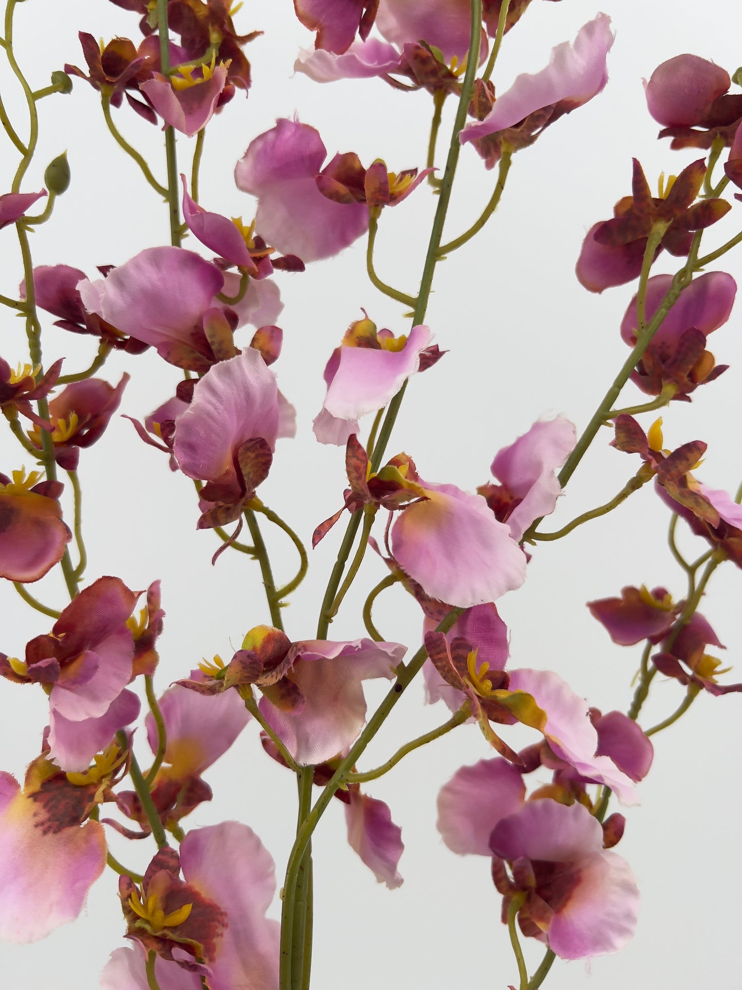 Phalaenopsis (tijgerorchidee) in lila/bordeaux, 96cm