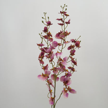 Phalaenopsis (tijgerorchidee) in lila/bordeaux, 96cm
