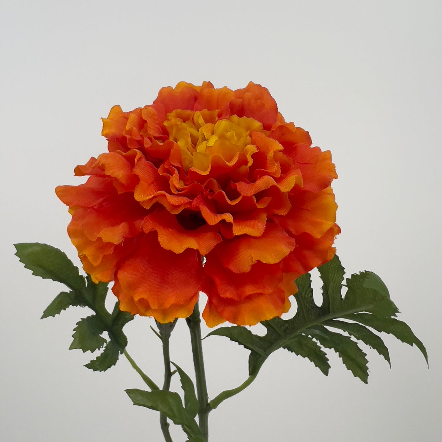 Marigold/Afrikaantje in geel/oranje of oranje, 52cm