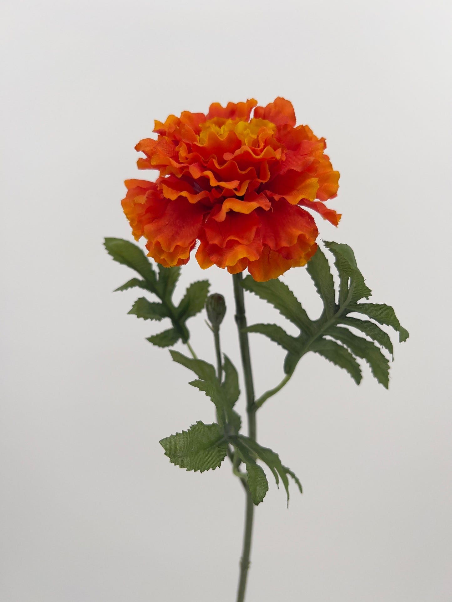 Marigold/Afrikaantje in geel/oranje of oranje, 52cm