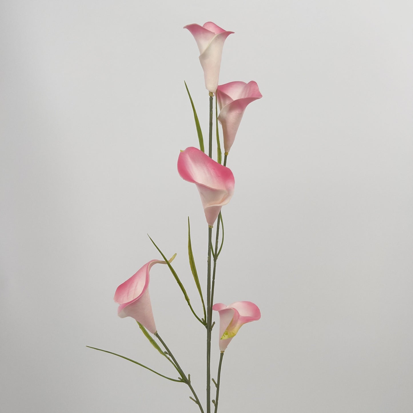 Calla spray met 5 bloemen in diverse kleuren, 85cm
