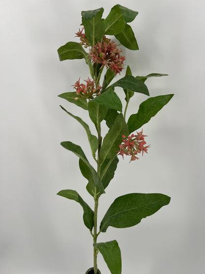 Asclepias spray fuchsia, 104cm