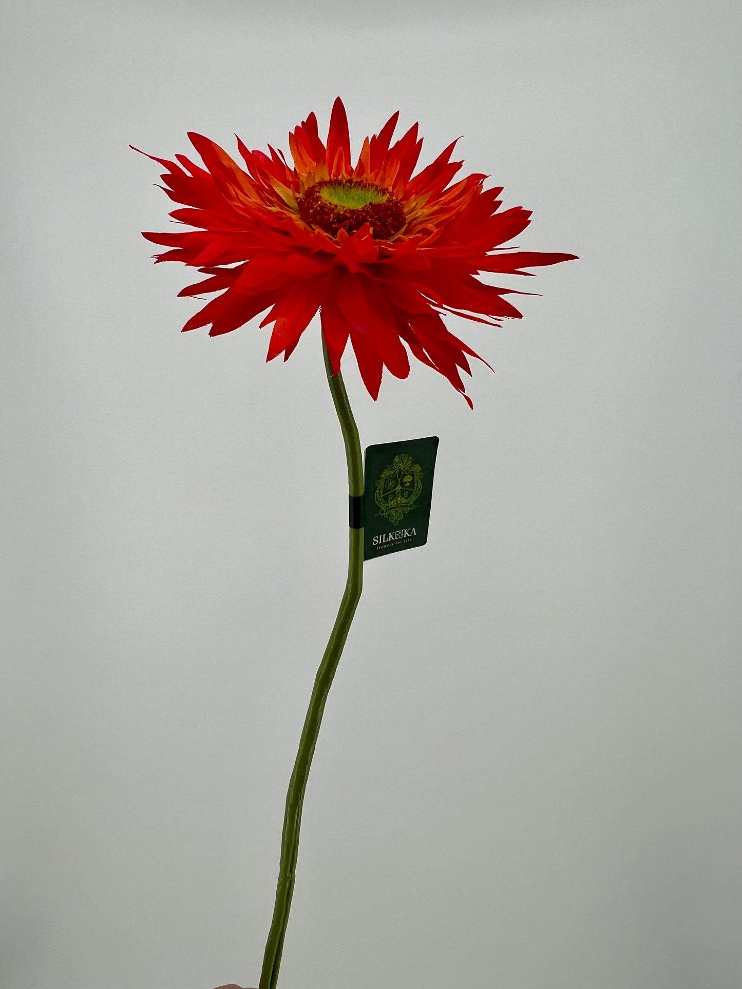 Bos gerbera's 6 stelen van elke kleur één, 5 + 1 gratis, 61cm