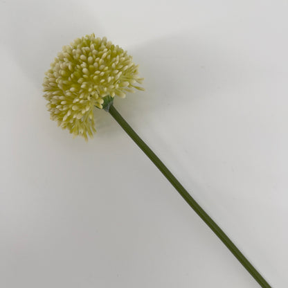 Allium globemaster in diverse kleuren, 45cm