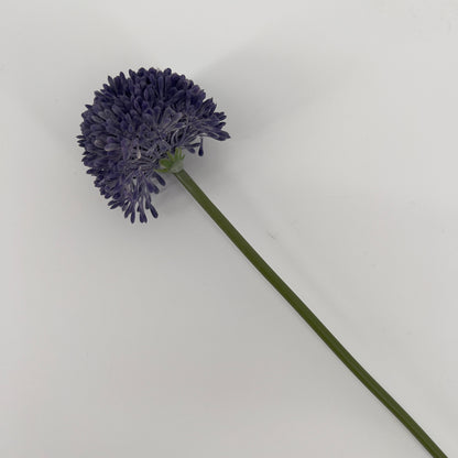 Allium globemaster in diverse kleuren, 45cm