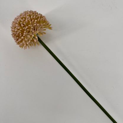 Allium globemaster in diverse kleuren, 45cm