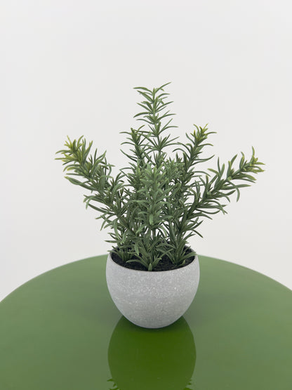 Kruiden Tijm, Basilicum en Rozemarijn in pot, 16/17cm