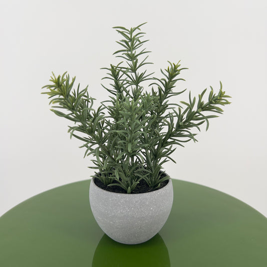 Kruiden Tijm, Basilicum en Rozemarijn in pot, 16/17cm