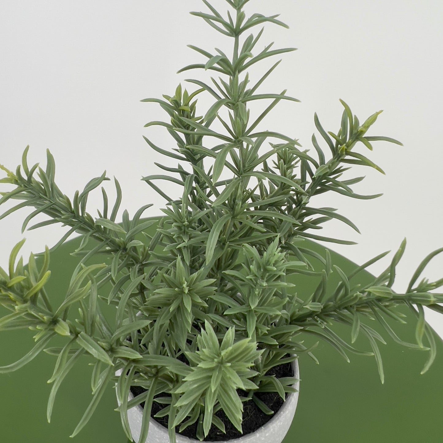 Kruiden Tijm, Basilicum en Rozemarijn in pot, 16/17cm