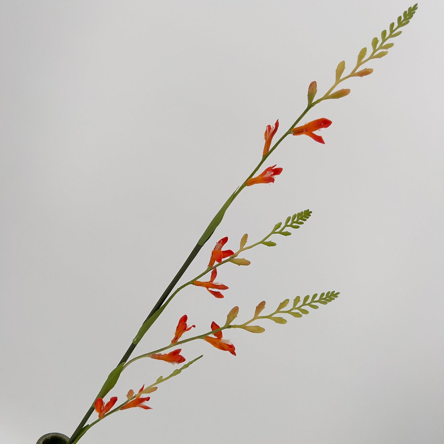 Montbretia spray 93cm oranje