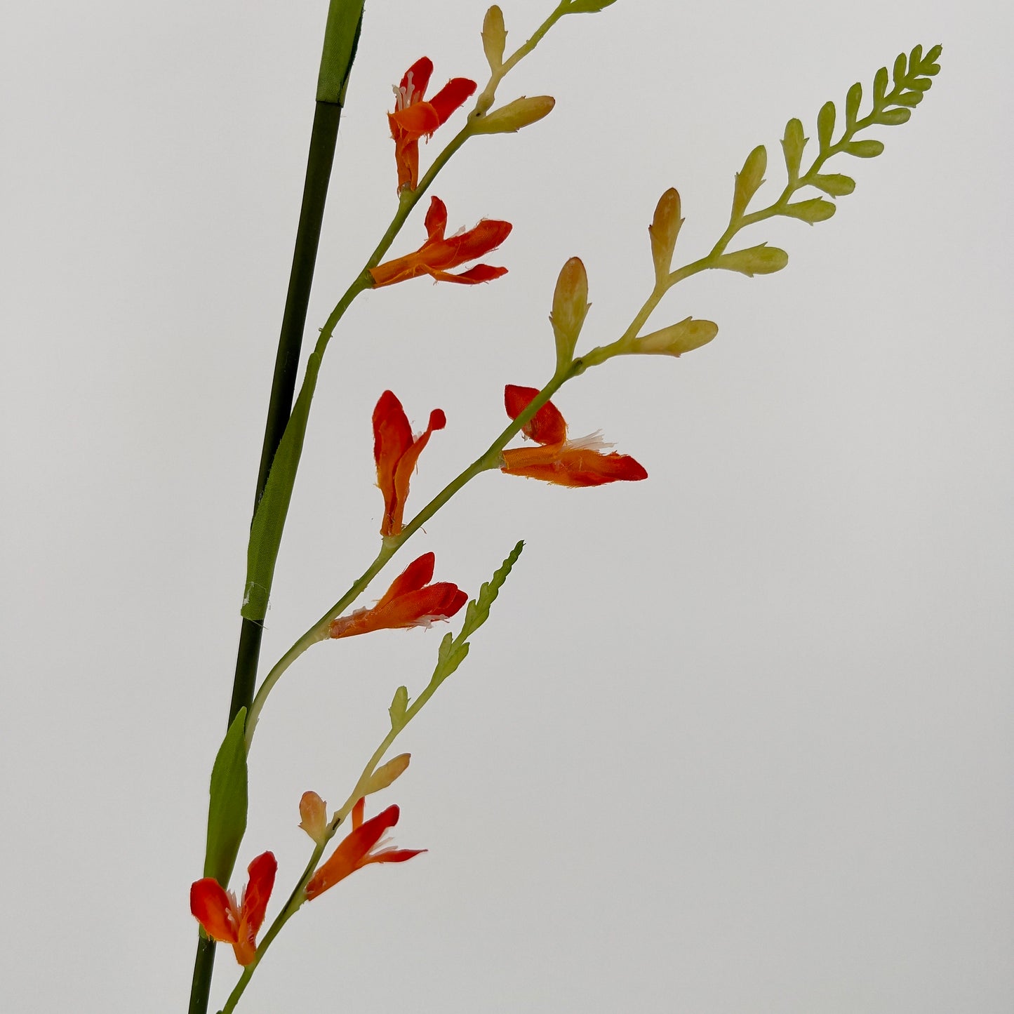 Montbretia spray 93cm oranje