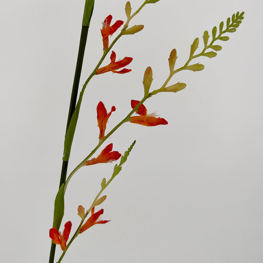 Montbretia spray 93cm oranje